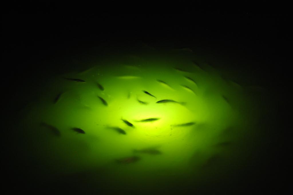 Fish in greenlight